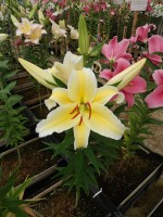 [4501 PO89 LUN 4239 No01.JPG]